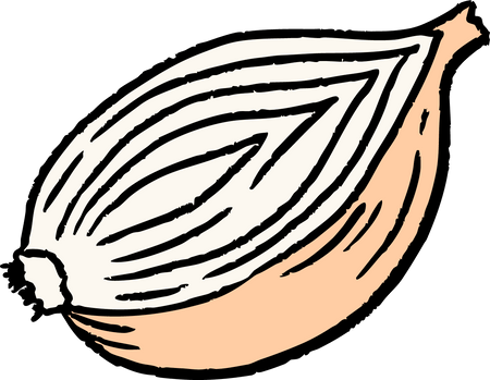 Illustration of a yellow onion